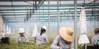 Suzano intensifica ações para ampliar presença feminina no setor florestal