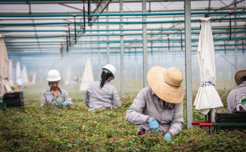 Suzano intensifica ações para ampliar presença feminina no setor florestal