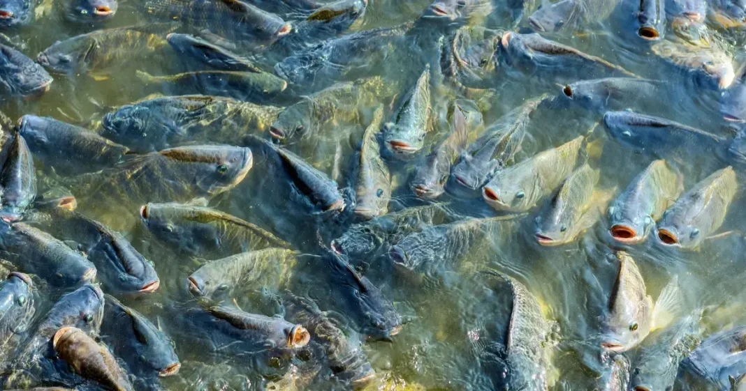 Capa-Materia-Producao-de-peixes-no-Brasil-ultrapassa-1-milhao-de-toneladas