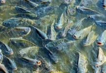 Oportunidade de Emprego: Mar & Terra está contratando. Confira!