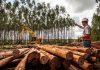 Suzano está com nove processos seletivos abertos para Ribas do Rio Pardo e Três Lagoas (MS)